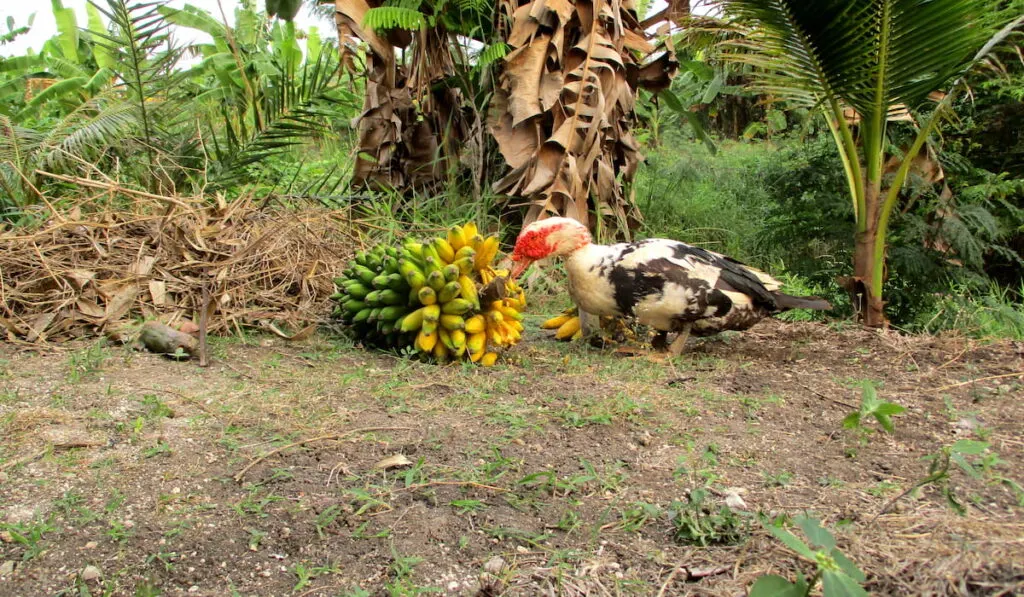 Duck eating banana 