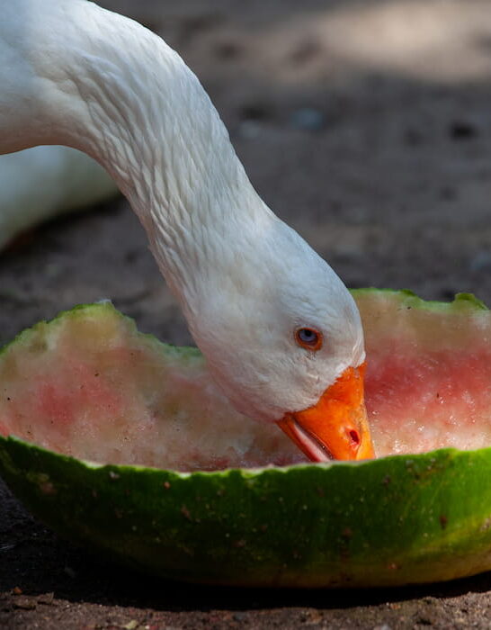 duck eating watermelon