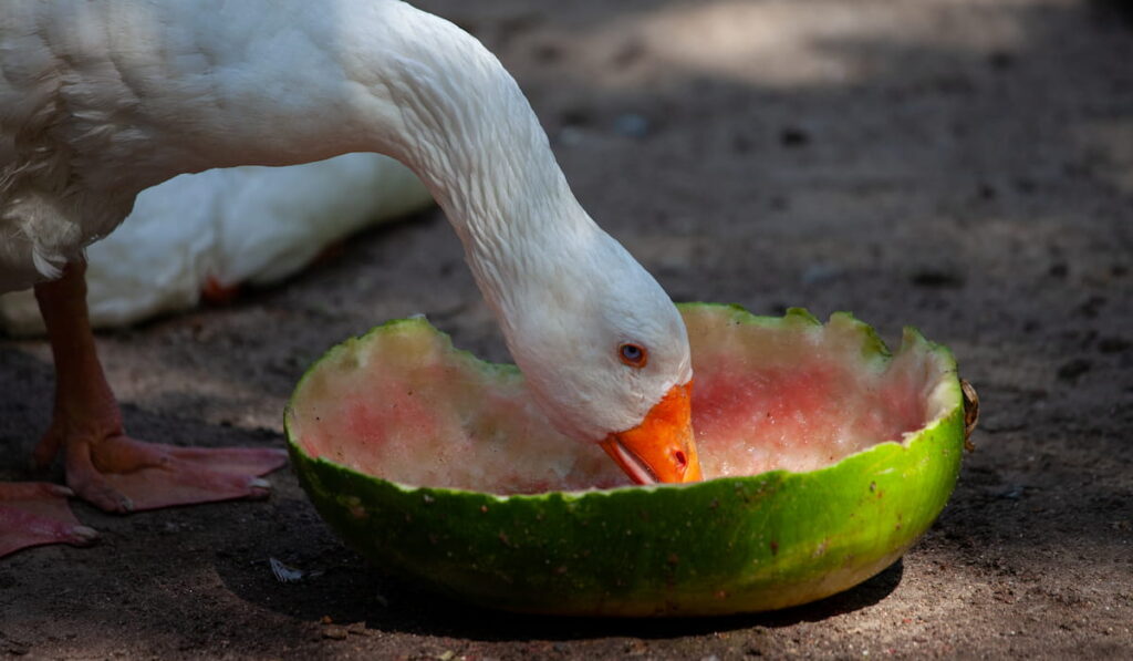 Duck eating watermelon