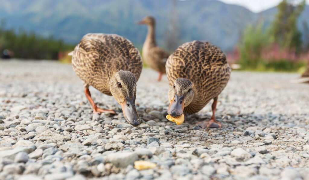 Ducklings eating