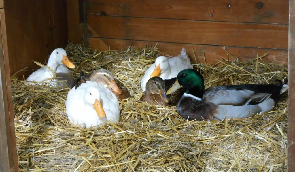 Ducks laying on straw in a cage 