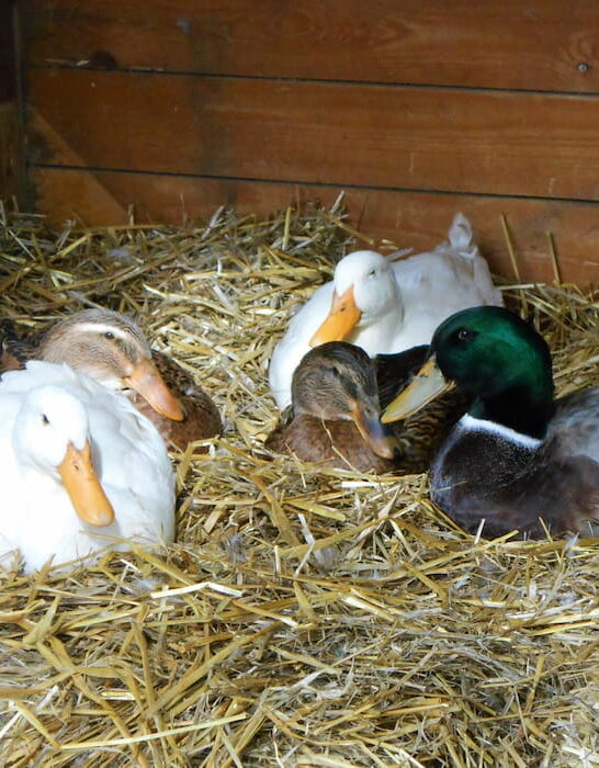 Ducks laying on straw in a cage