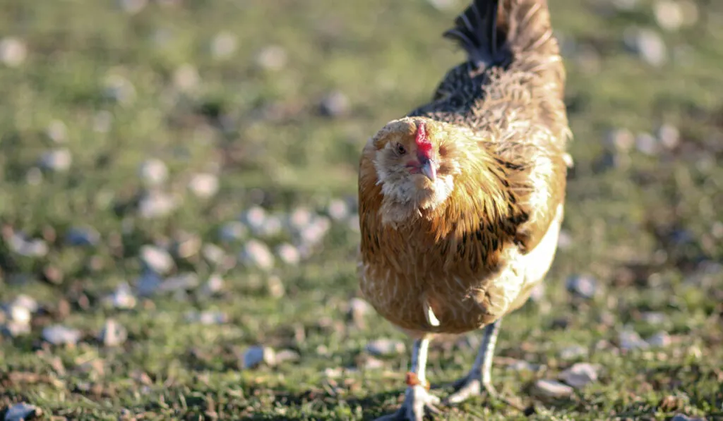 Easter Egger Chicken walking in the backyard