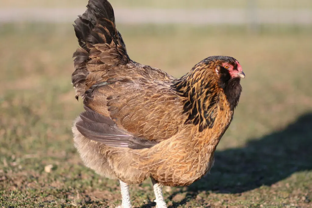 easter egger chicken under the sun in the backyard