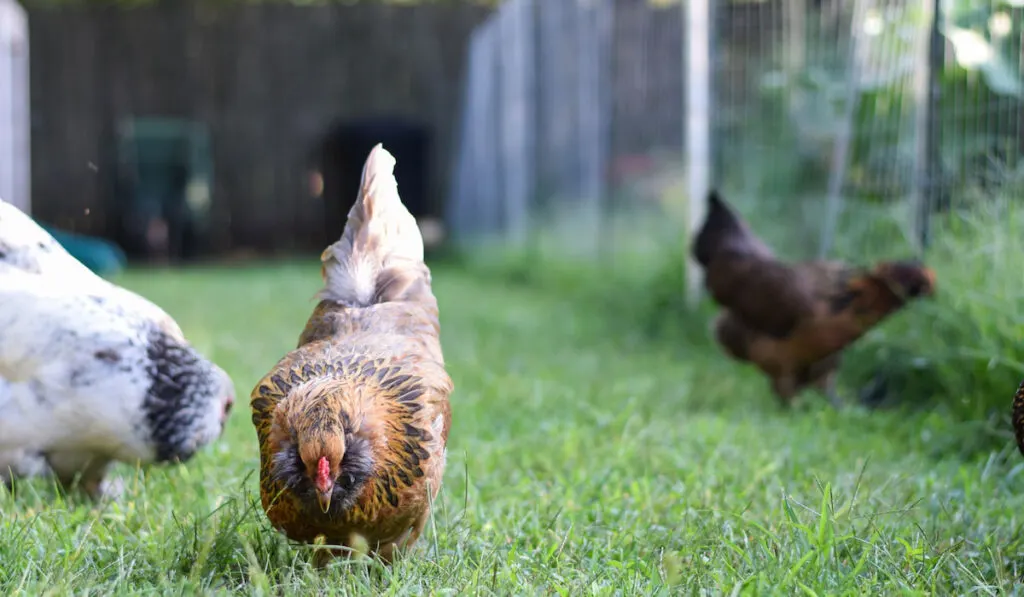 Easter egger chicken and other breed of chicken free ranging in the backyard