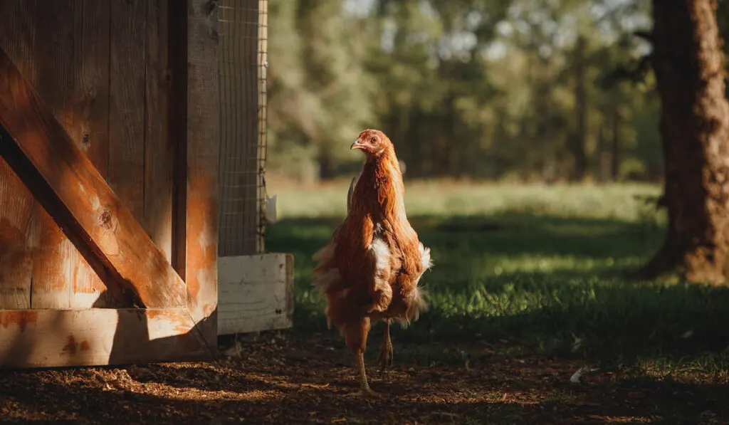 Easter egger exploring beyond the coop