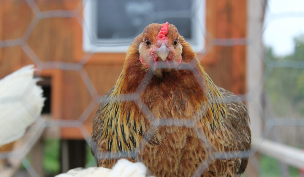 Easter egger hen behind chicken fence