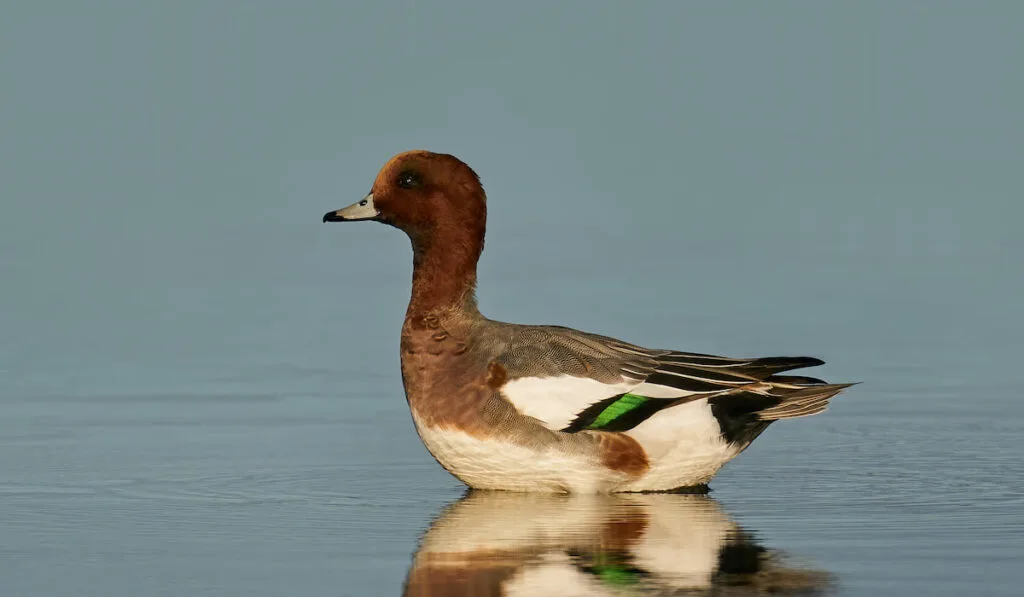 Eurasian Wigeon on a lake