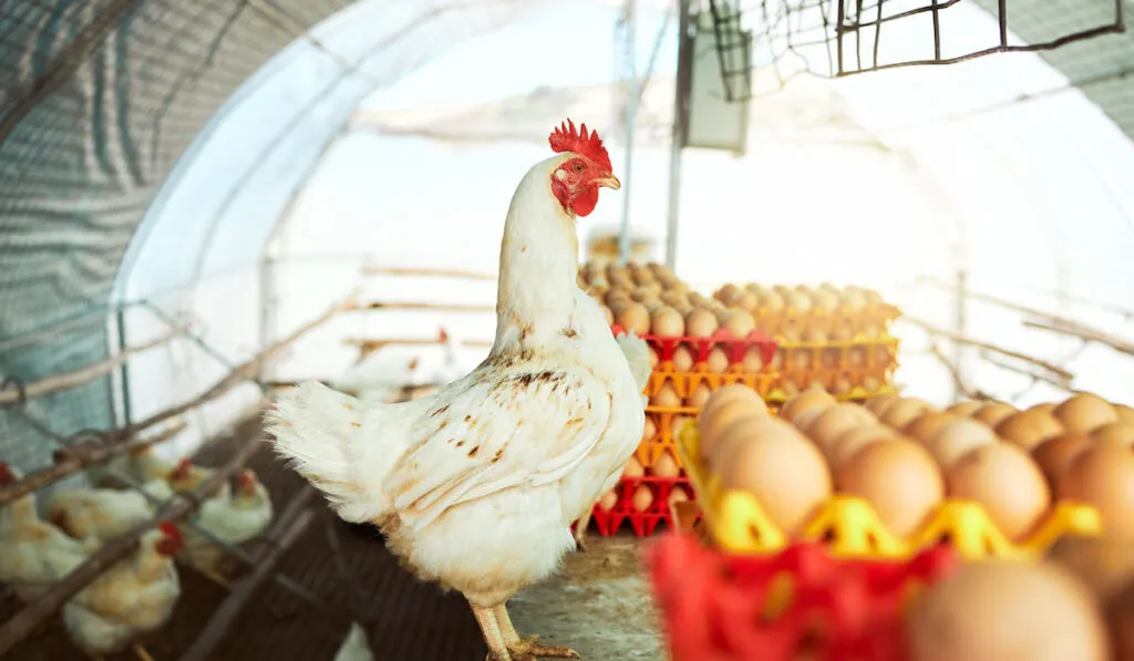 Farm life, chickens and tray of eggs