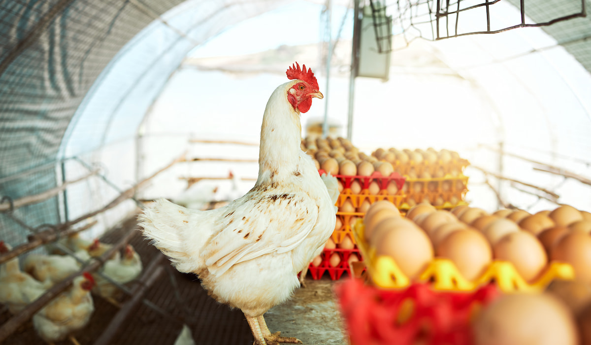 11 Ways to Stop Chickens From Eating Eggs The Hip Chick