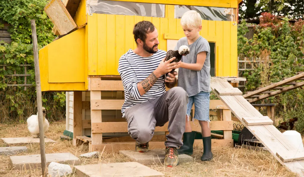 father and son with Polish chicken at chicken house in the garden