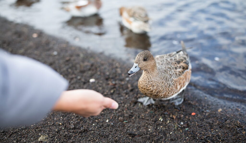 Feeding duck 