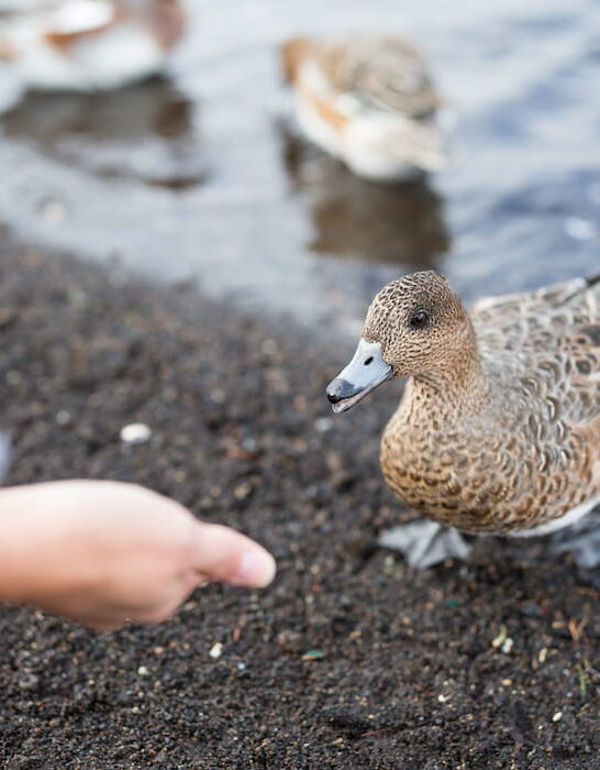 feeding a duck