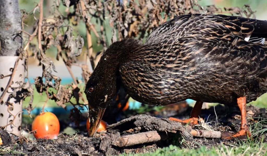 Female duck eating old tomatoes 