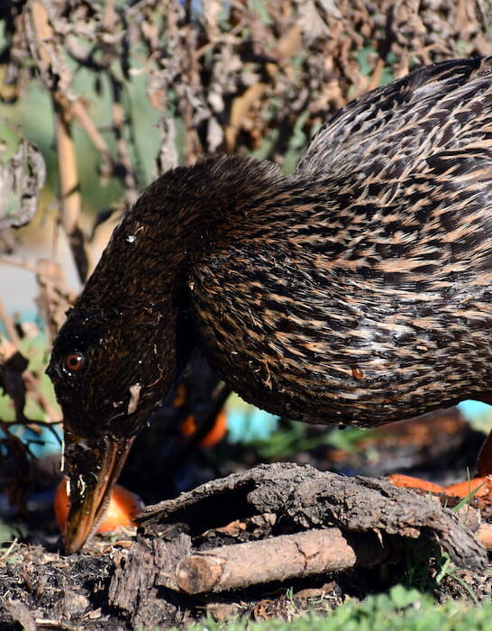 Female duck eating old tomatoes