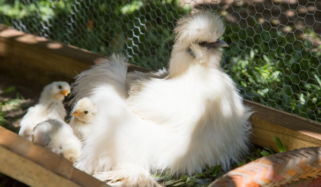 Flock of Newborn Bantam Silkie chicks and their mother Silkie in chicken coop