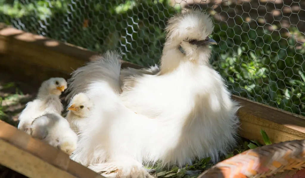 Flock of Newborn Bantam Silkie chicks and their mother Silkie in chicken coop