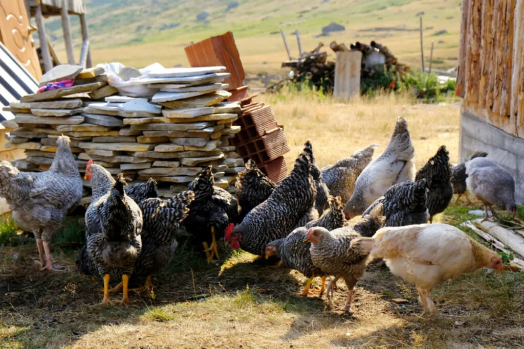 flock of different varieties of Plymouth rock chicken gathered under the sun