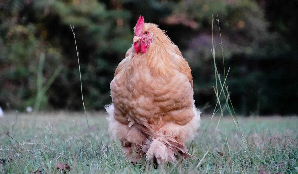 Fluffy Cochin Chicken Free Range Hen