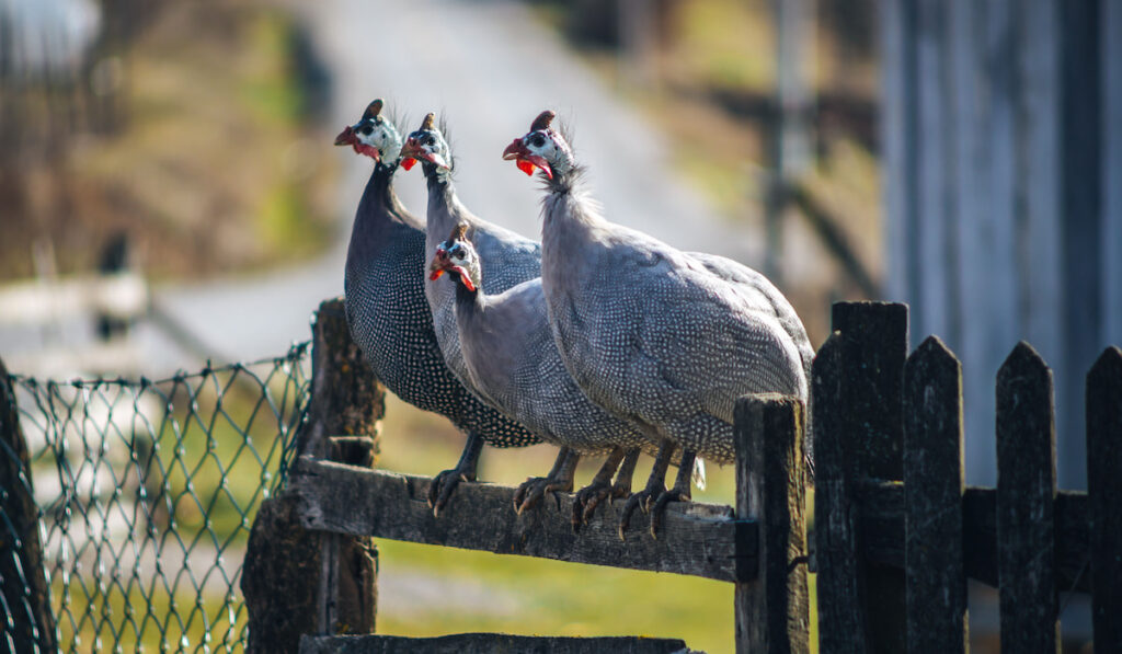 Four guinea fowls standing on a wooden fence