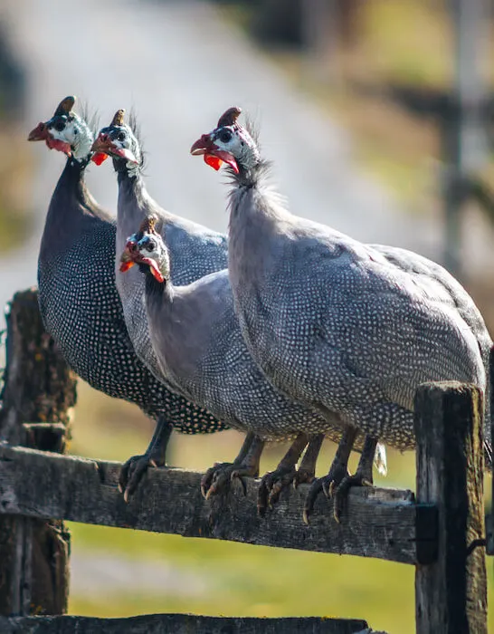four guinea fowls standing on a wooden fence