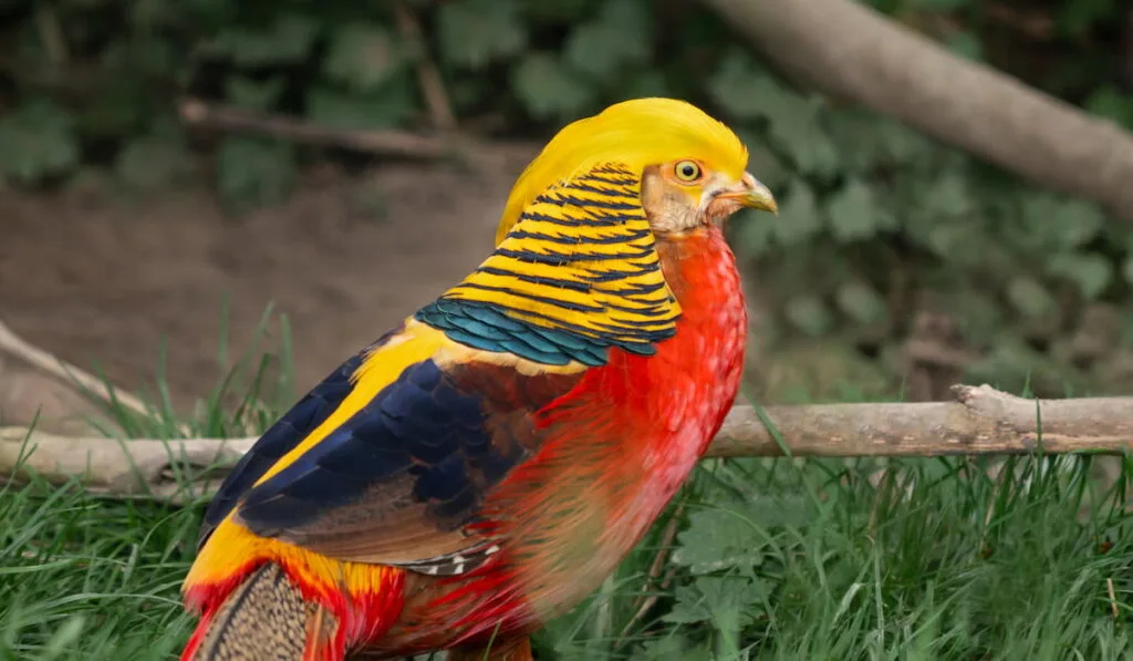 Golden pheasant