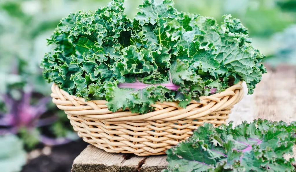 Green and purple Kale leaves 