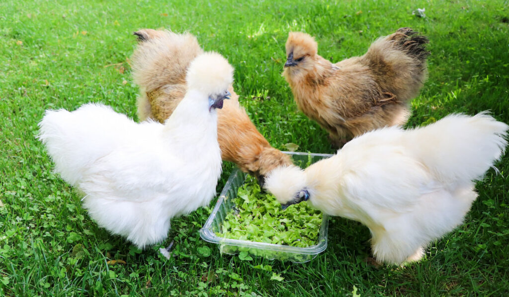 Group of Silkie chickens, white and brown colors in the garden eating salad in a plastic tray