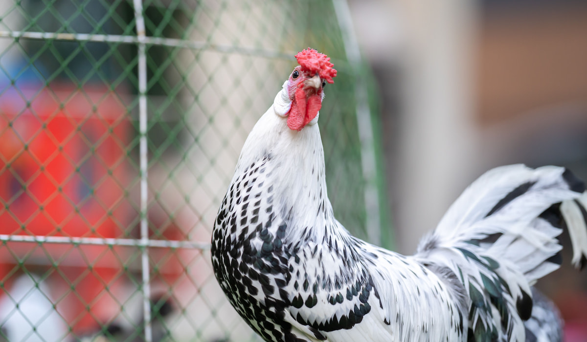 7 Best Egg Laying Chickens for Illinois The Hip Chick
