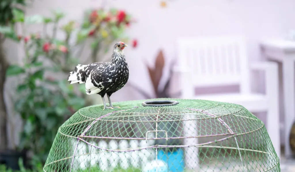 hamburg chicken on top of a cage in the backyard