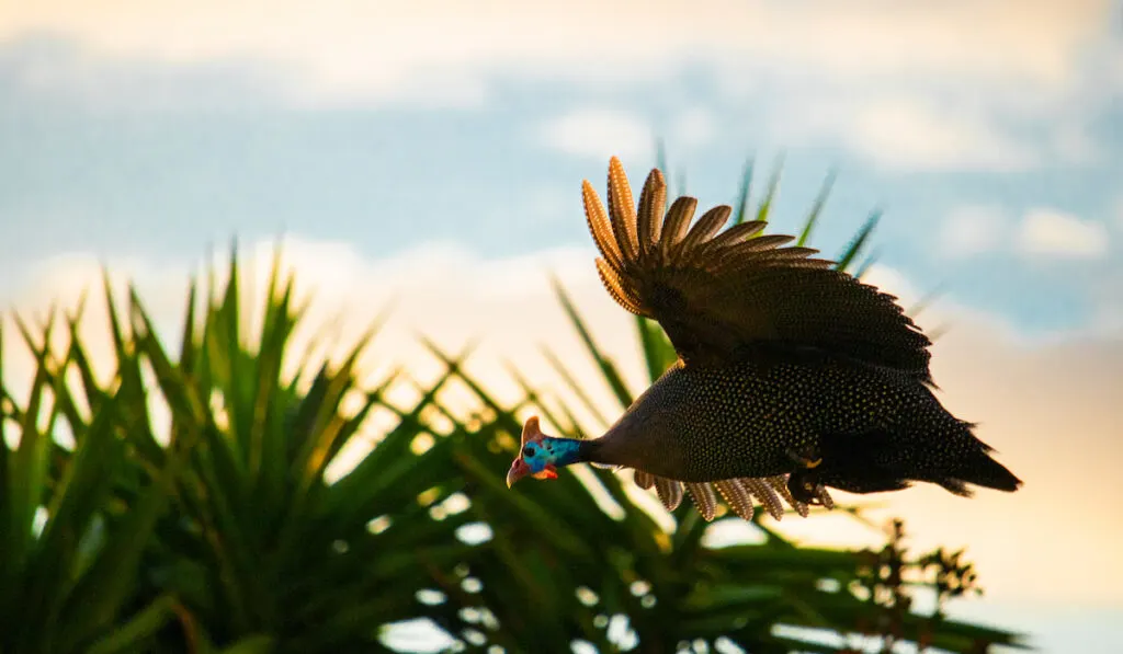 Helmeted Guinea Fowl bird in mid flight at sunset with bush on the background