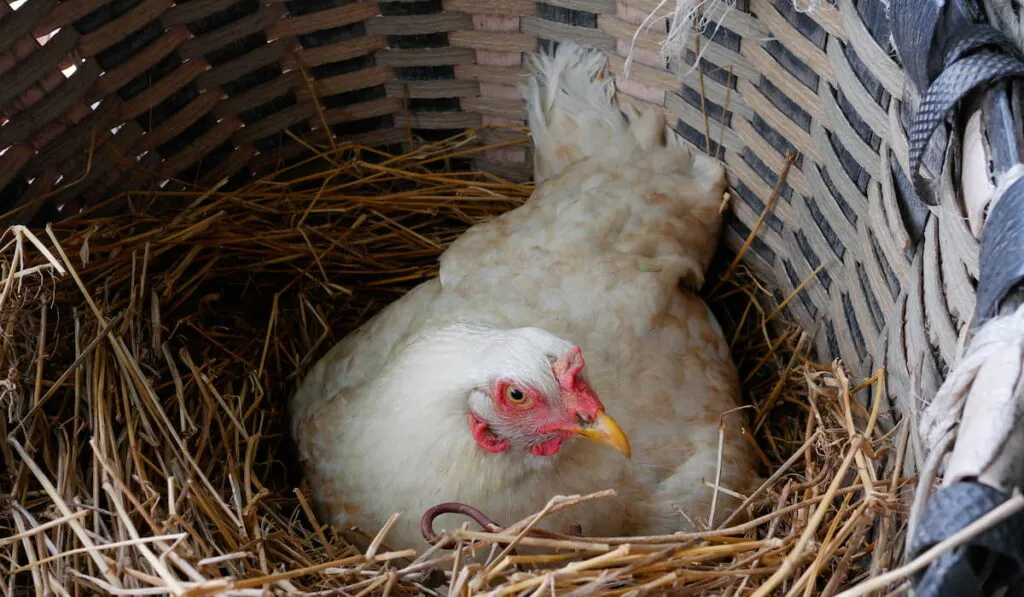 Hens are incubating eggs in the nest