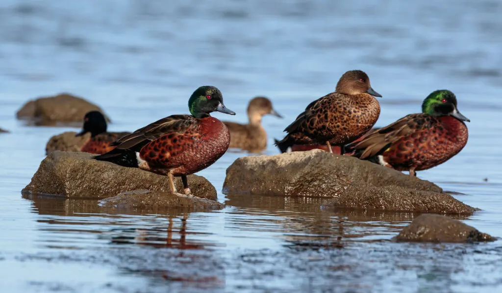 Herd of Chestnut Teal ducks on rocks on the water