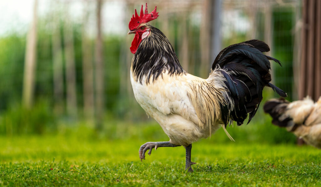 Lakenfelder rooster on free range in the meadow