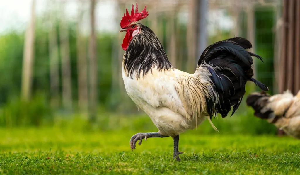 Lakenfelder rooster on free range in the meadow