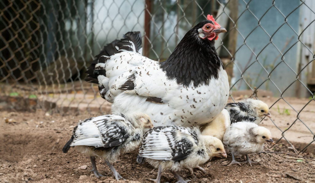 Lakenvelder hen with little chickens in a farm yard