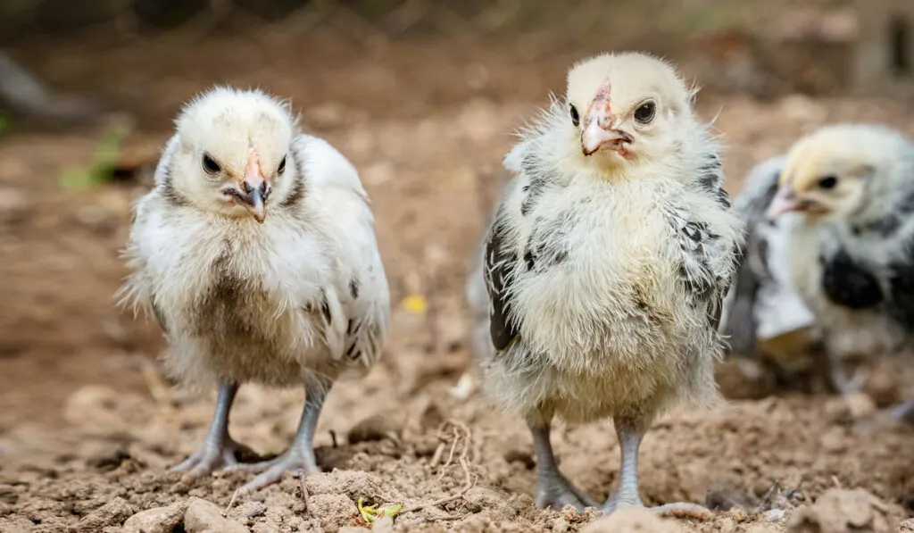 Little lakenvelder chickens on a farm