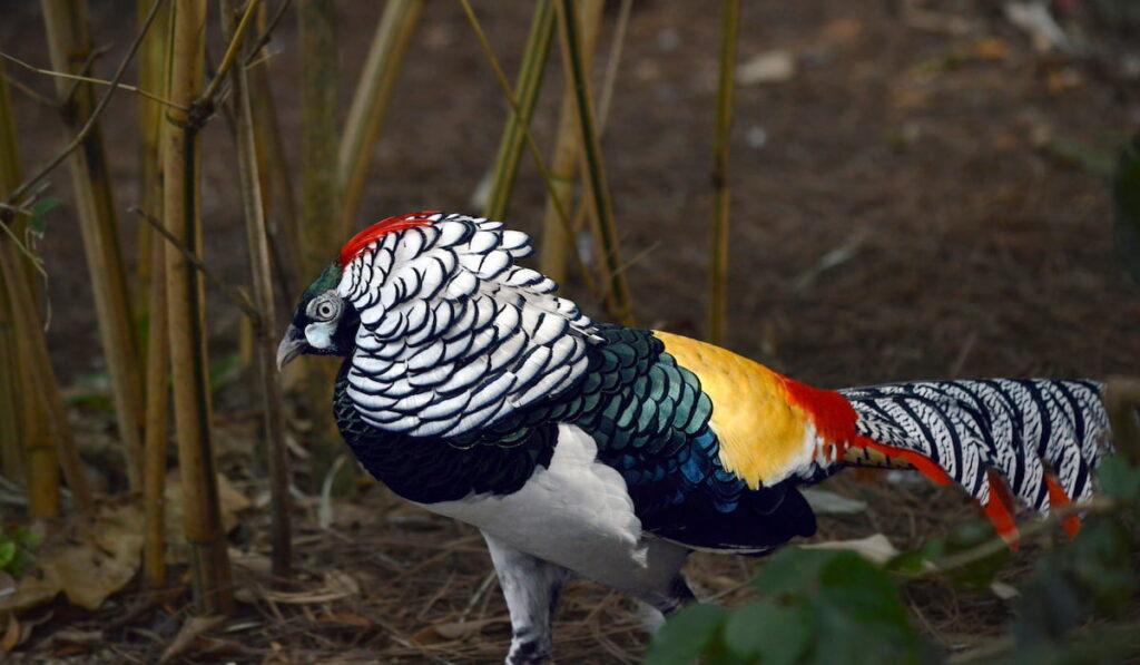 Male Lady Amherst Pheasant