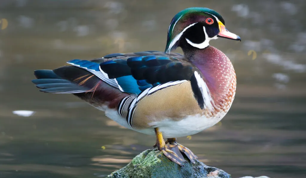 Male wood duck standing on a rock on a lake