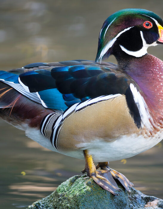 male wood duck standing on a rock on a lake