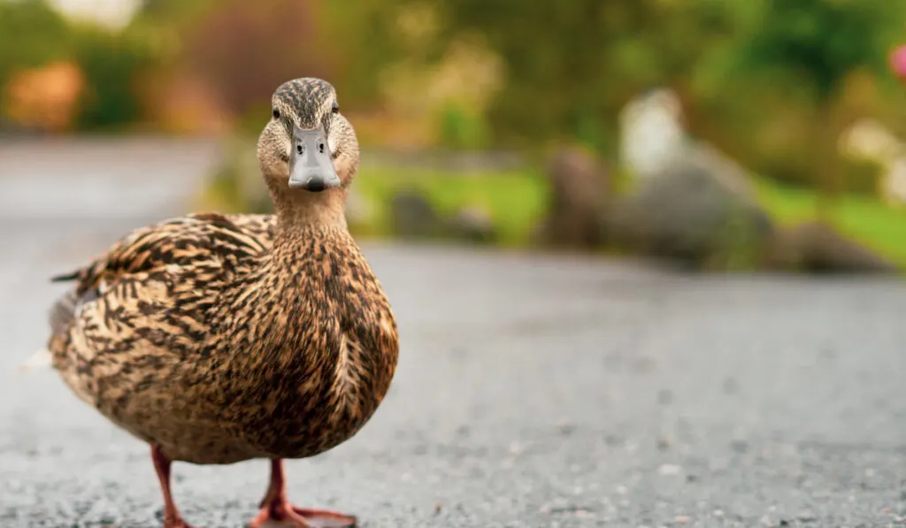 Mallard duck looking at the camera