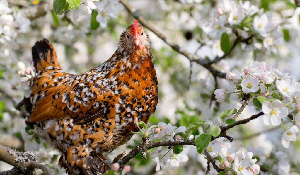 Mille Fleur Chicken on branch of blooming apple tree