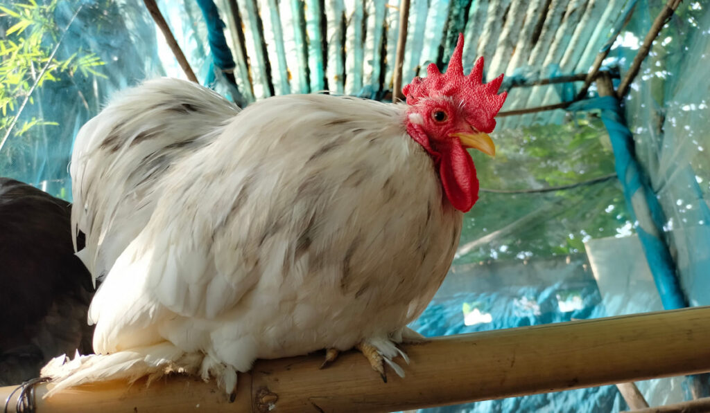 Mini Cochin chicken on bamboo perch