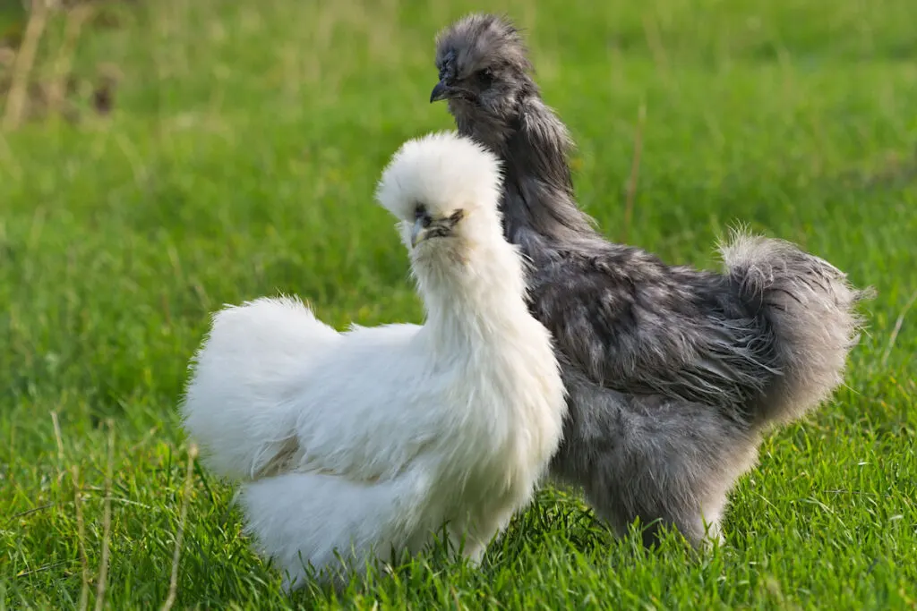 Pair of Silkie chicken, gray and white hen on the green grass