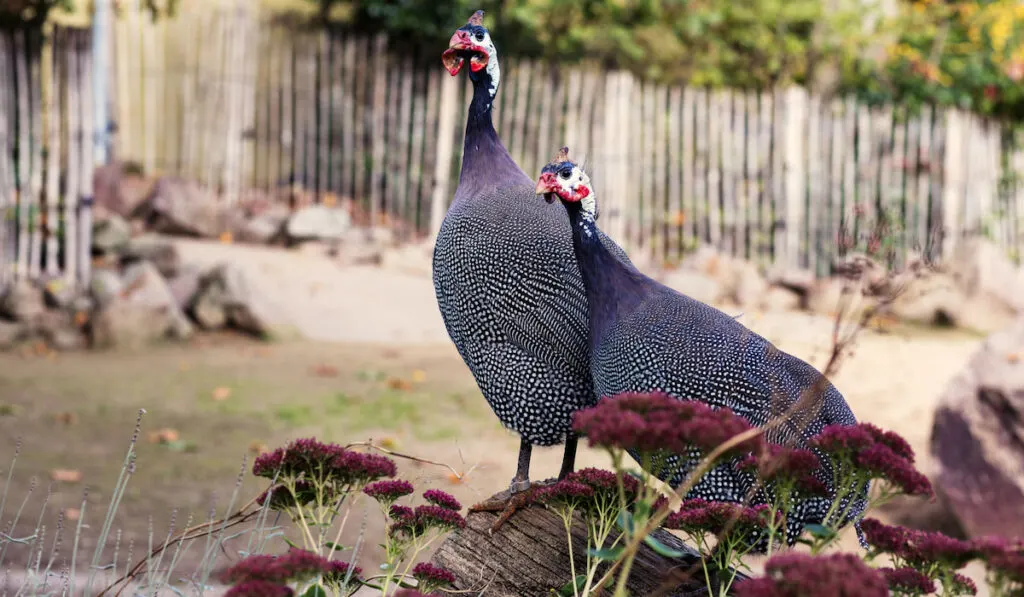 Pair of beautiful Guinea fowls in the backyard