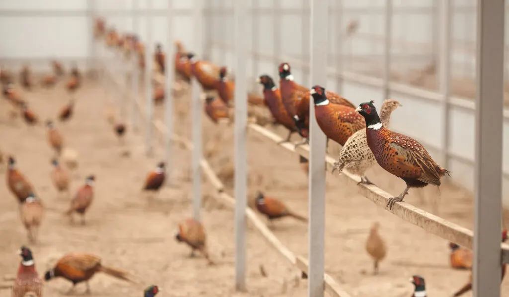 Pheasants sitting on crossbeam on a poultry farm