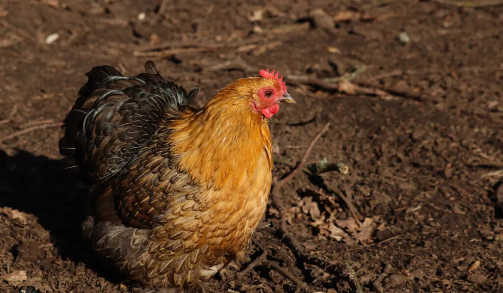 Photo of a cochin chicken under the sun