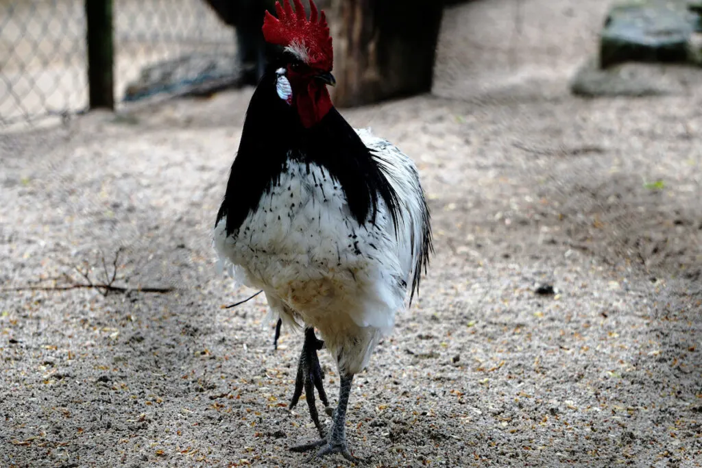 male Lakenvelder chicken walking