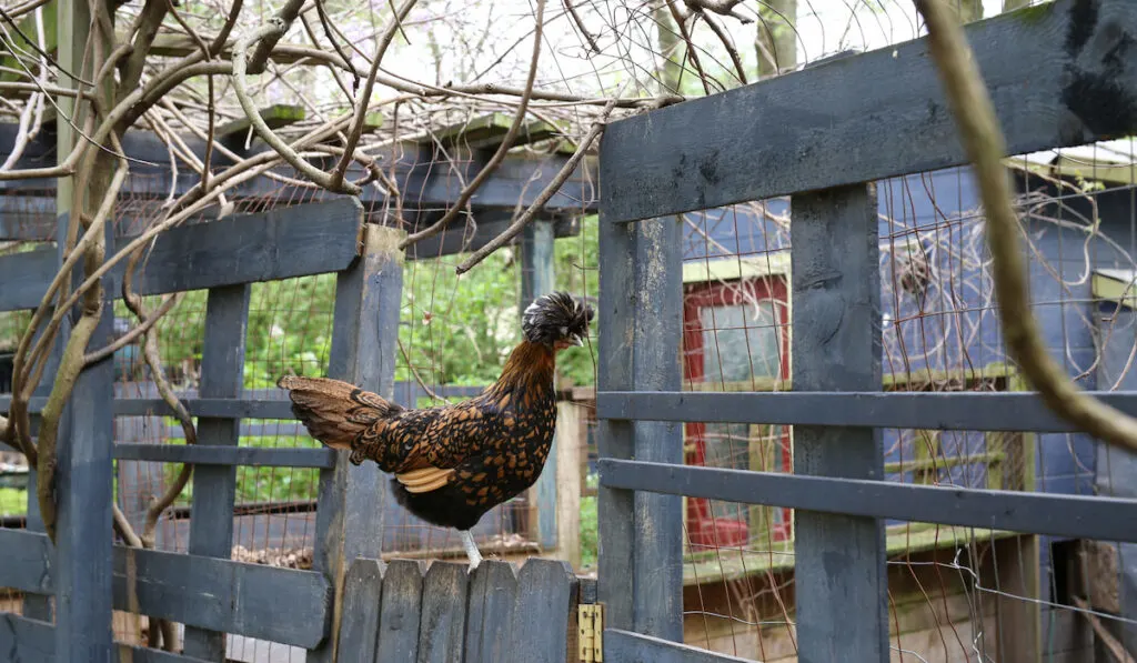 polish chicken perched on the fence