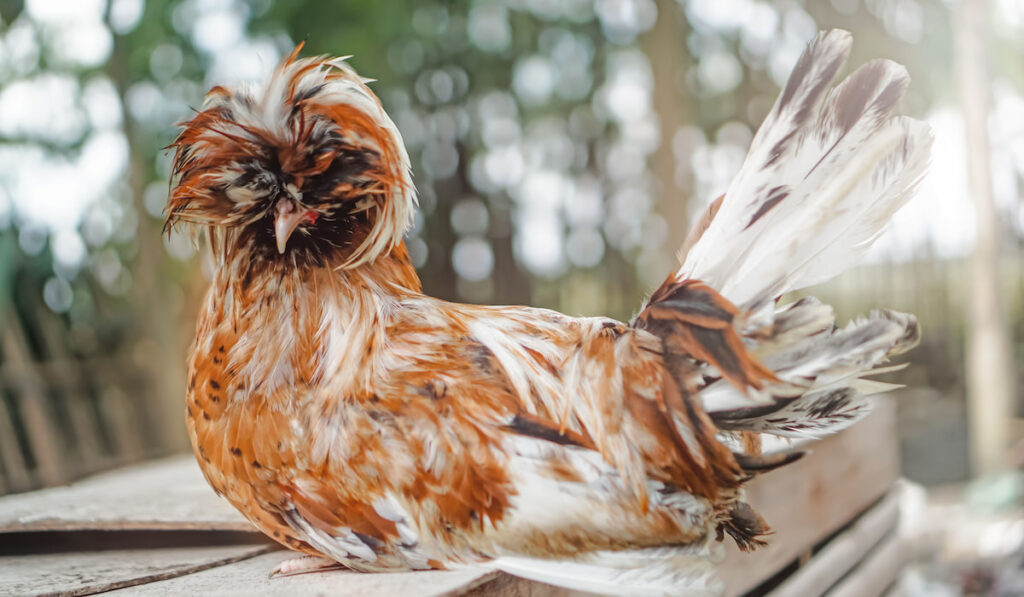 Polish chicken resting on top of a wooden cage